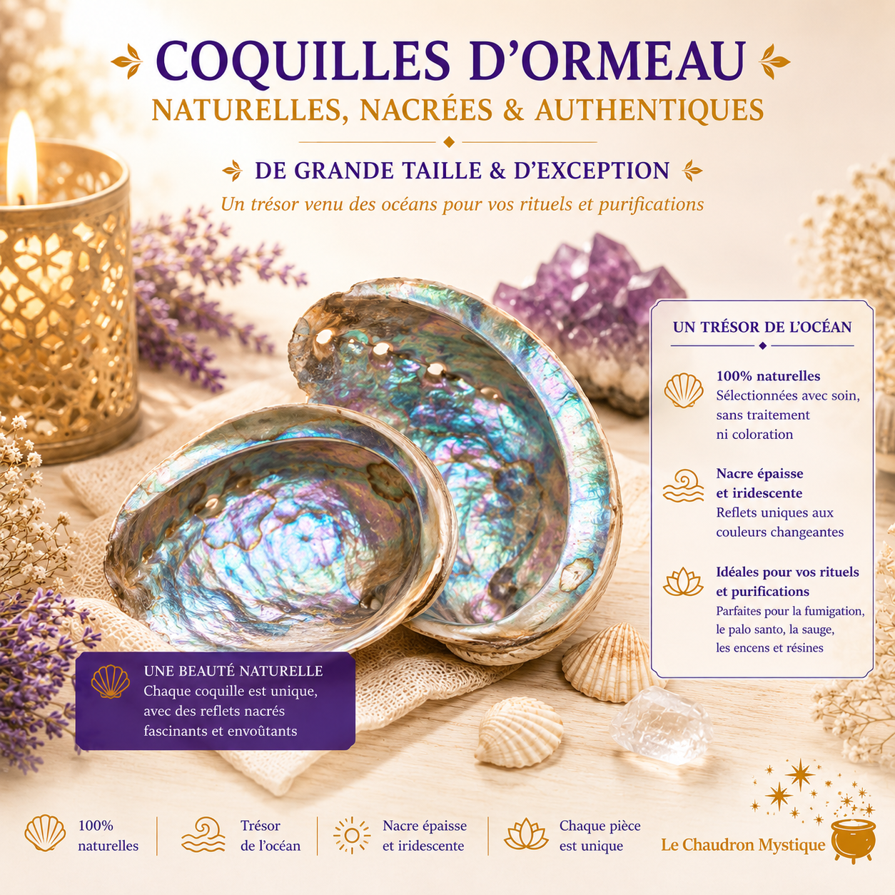 coquilles ormeau naturelles