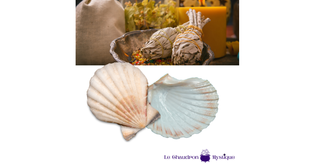 10 Pièces Coquilles Saint Jacques, 10-12cm Coquillage