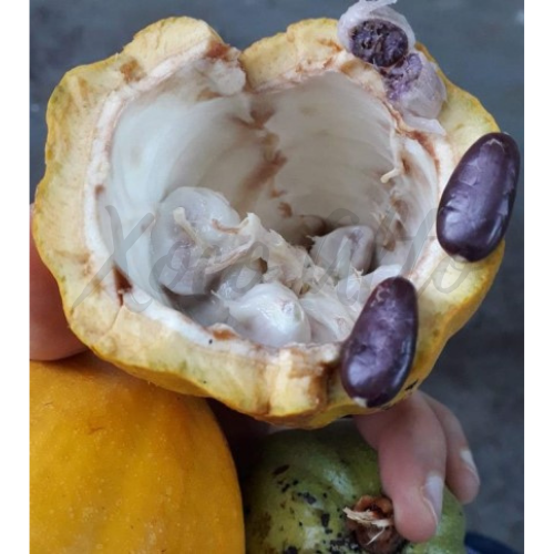 Cave à Chocolats du Pays Basque, à StEtienne de Baïgorry.