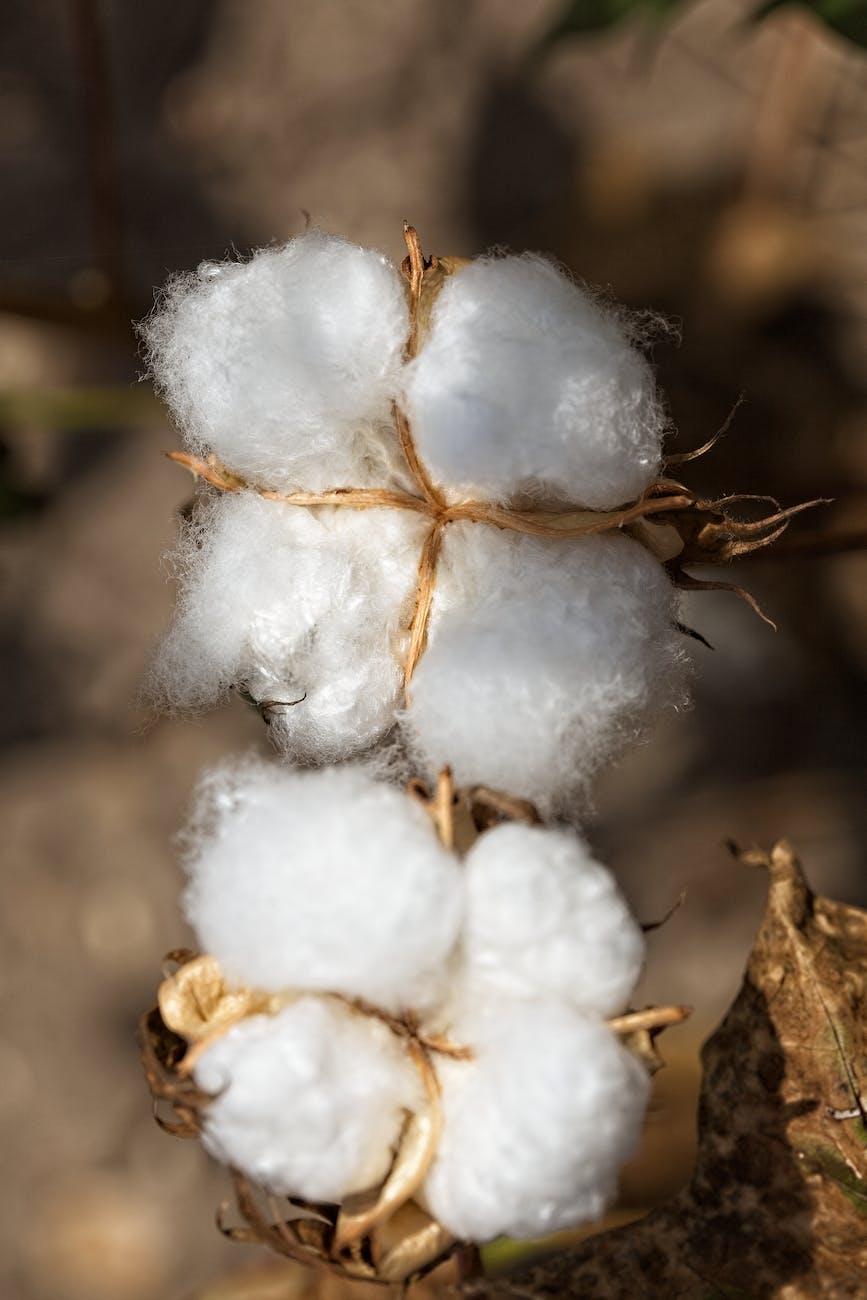 5 avantages du coton biologique par rapport au coton conventionnel