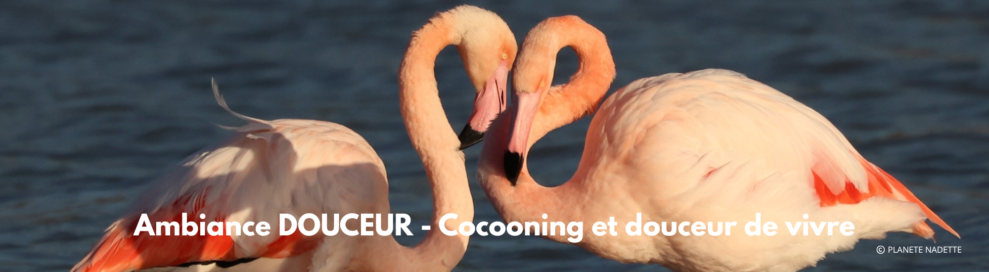 Ambiance DOUCEUR - Cocooning et douceur de vivre