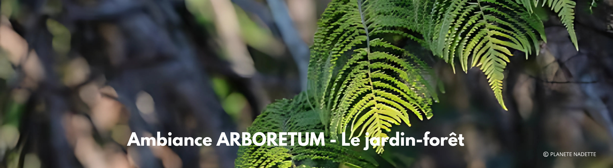 Ambiance ARBORETUM - Le jardin-forêt