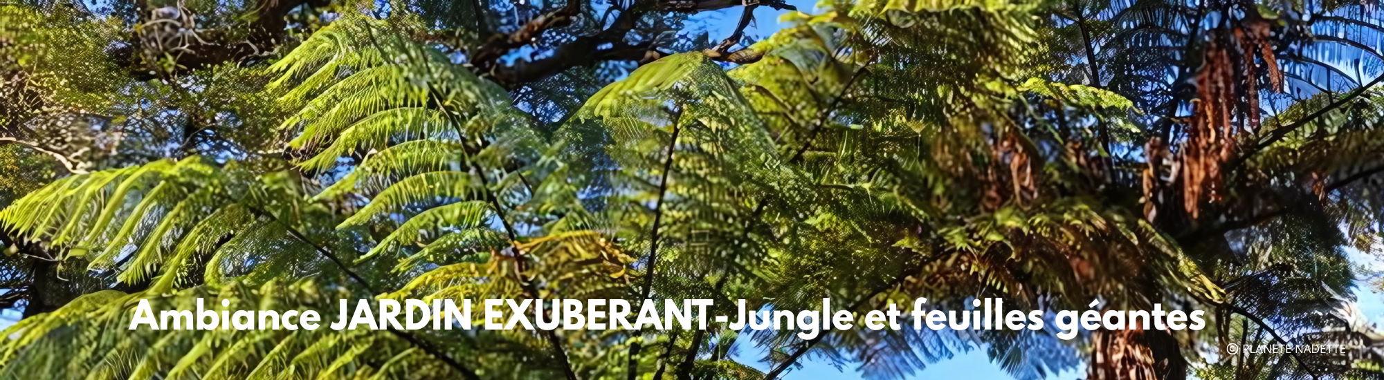 Ambiance JARDIN EXUBERANT-Jungle et feuilles géantes