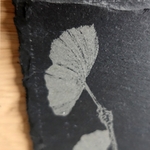Ardoise PICTOU Ginkgo BILOBA zoom détail
