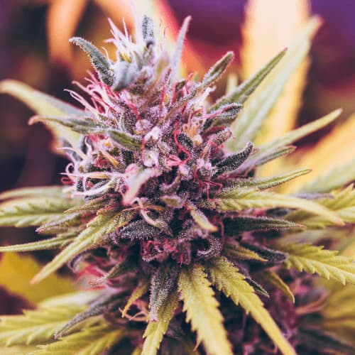 Fleurs cbd