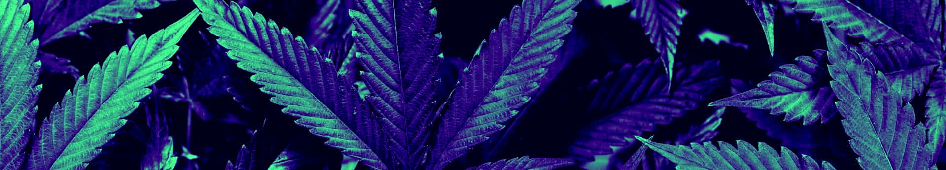 Blog comment bien doser le CBD