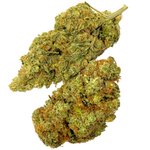 fleurs CBD Mango Haze CBD Suisse Indoor
