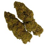fleurs de CBD white widow greenhouse suisse