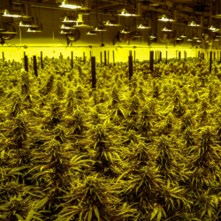 cannabis-culture-indoor