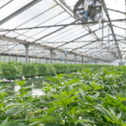 cannabis-culture-greenhouse