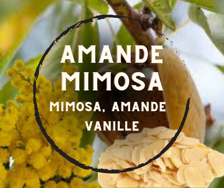 amande mimosa