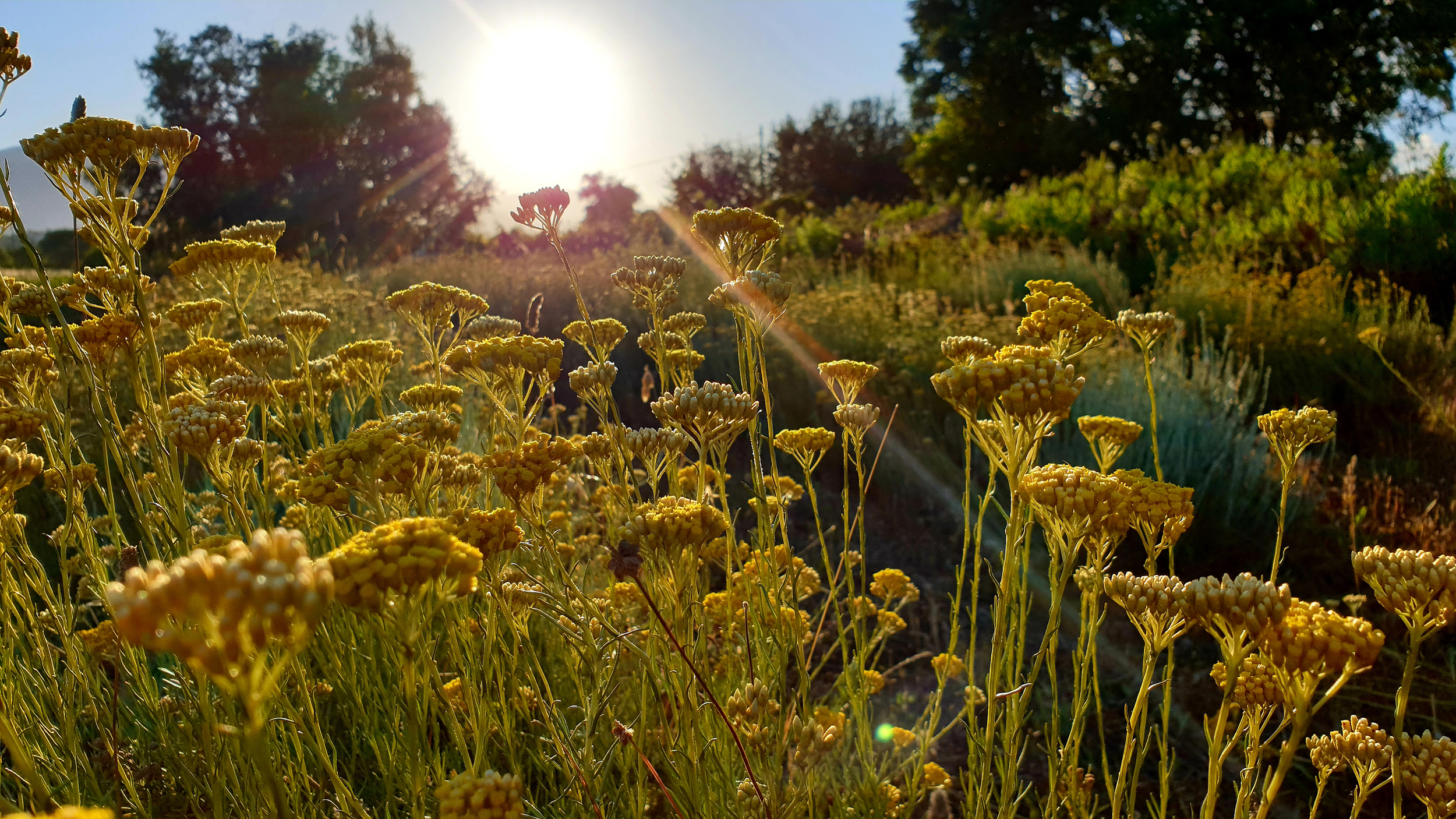 corsica couche de soleil sur les immortelles