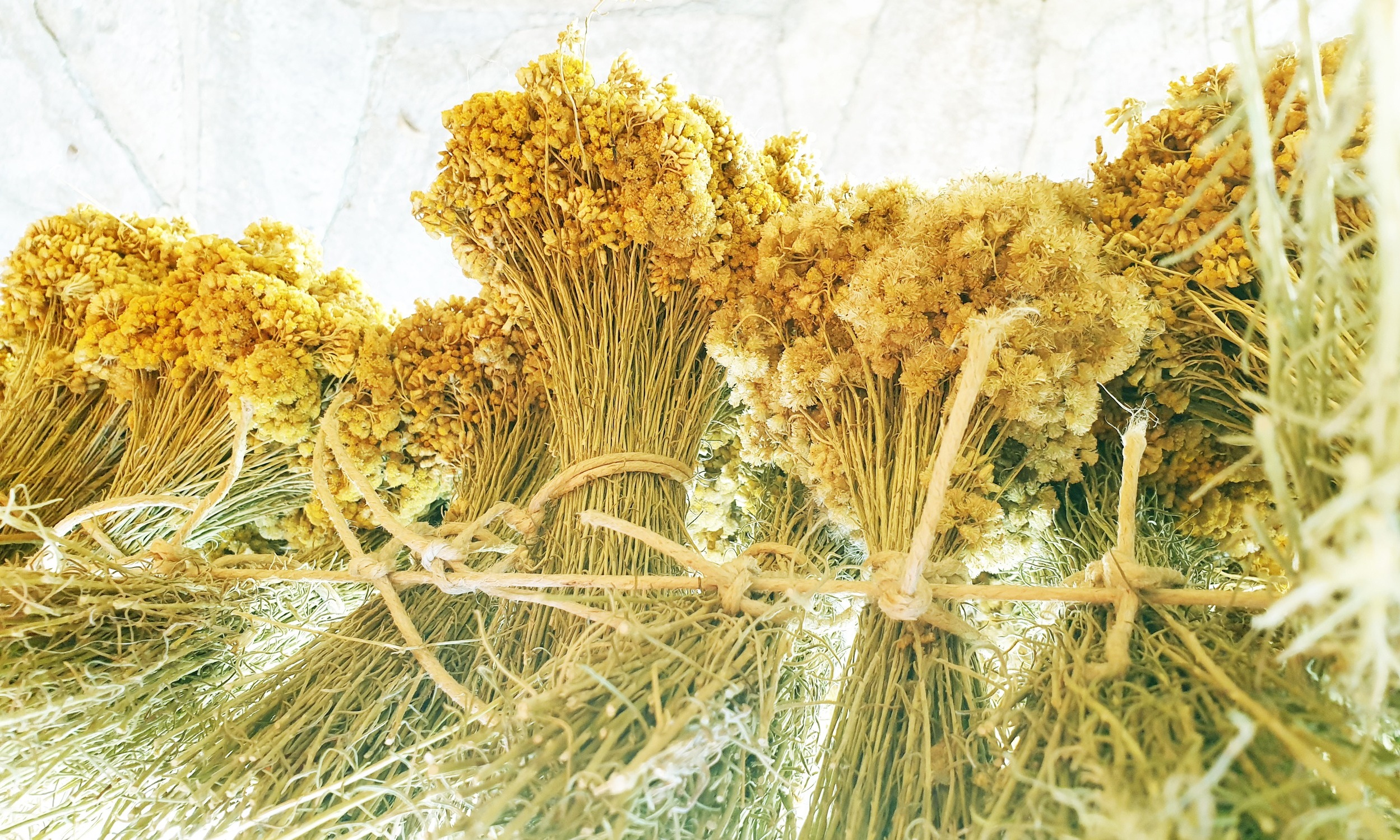 bouquets immortelles cueillette 2 saison 2021