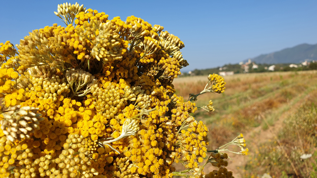 immortelle alistro format alternative sante