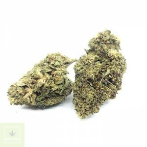 JAMAICAN DREAM Fleur de CBD