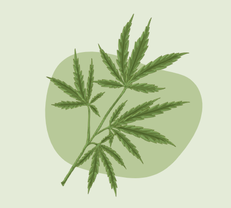 catégorie fleur cbd bio 