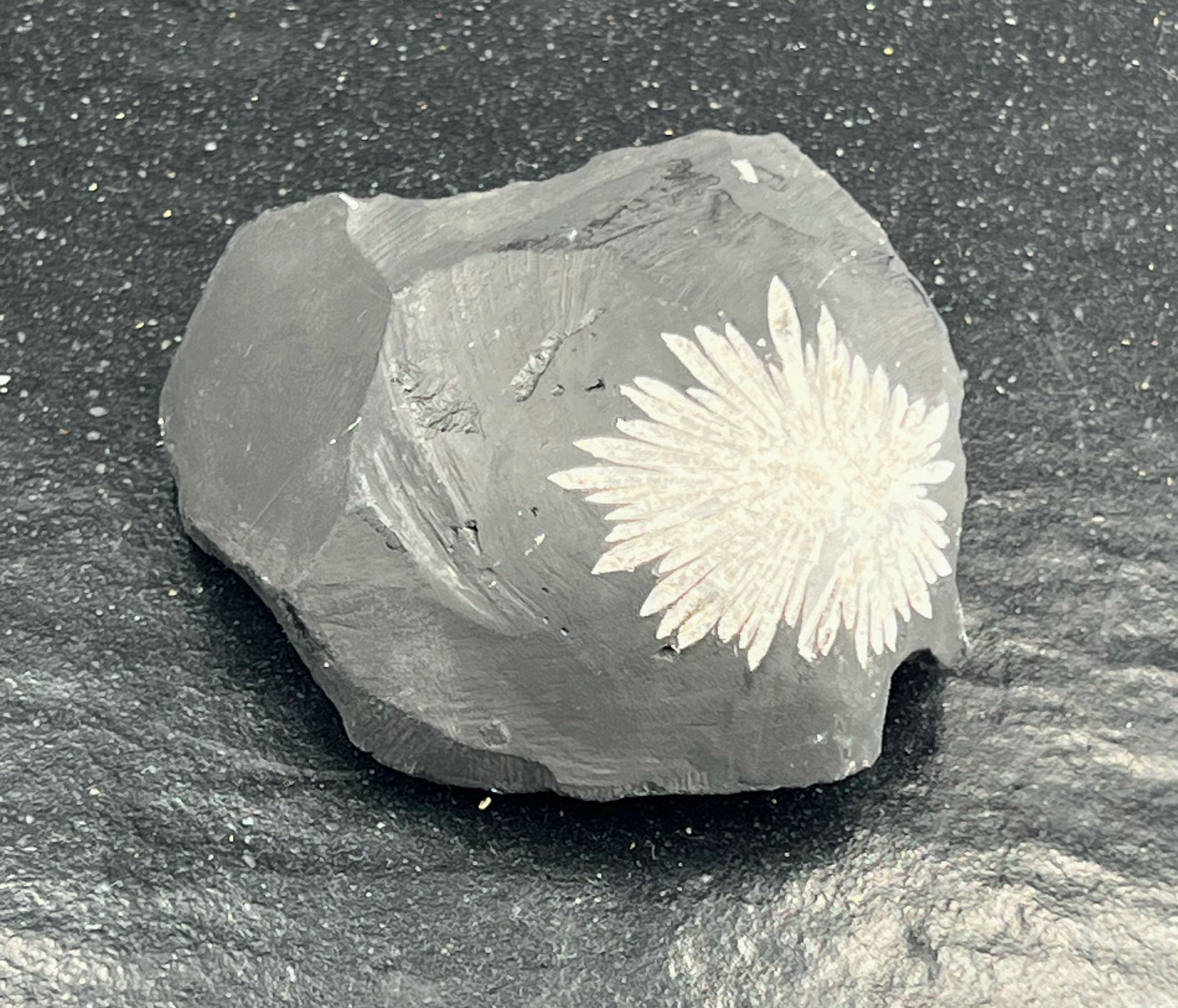 PIERRE CHRYSANTHEME LES PIERRES DE KYRIA (1)