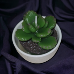 PhotoRoom-20240130_113934
