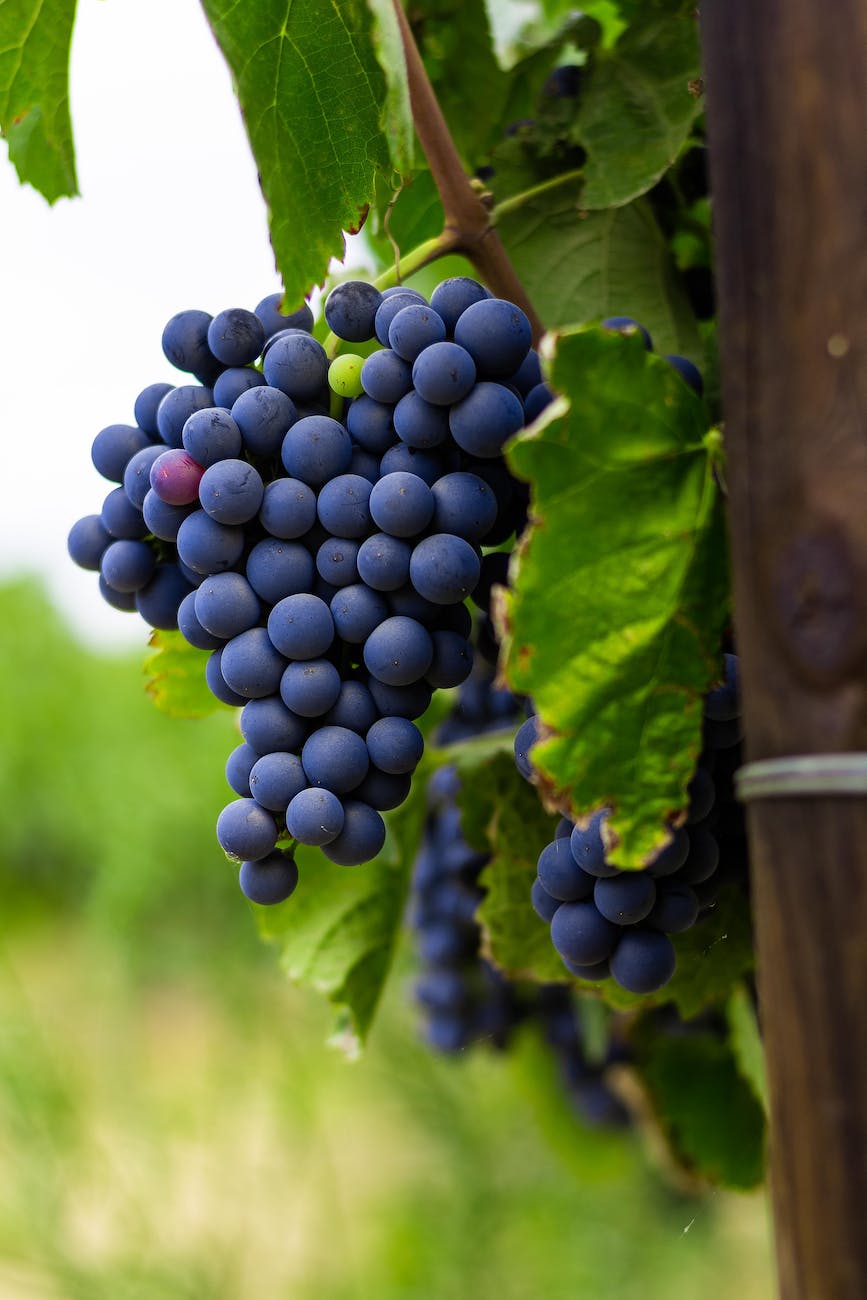 Le Cépage : Qu'est-ce que C'est Réellement ? Définition et Impact sur le Vin