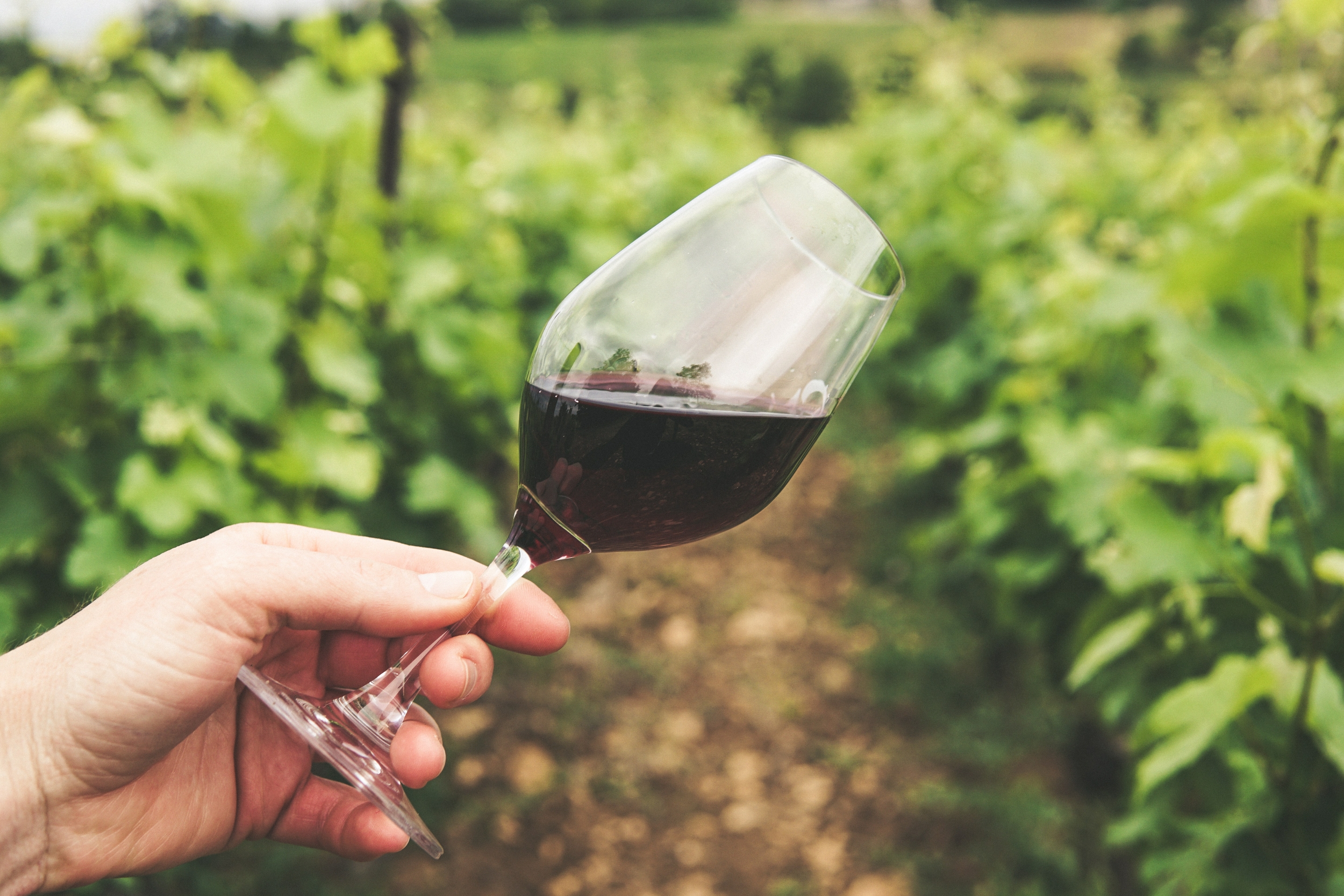 Les couleurs du vin : ce qu'elles révèlent sur l'âge, le cépage et la vinification