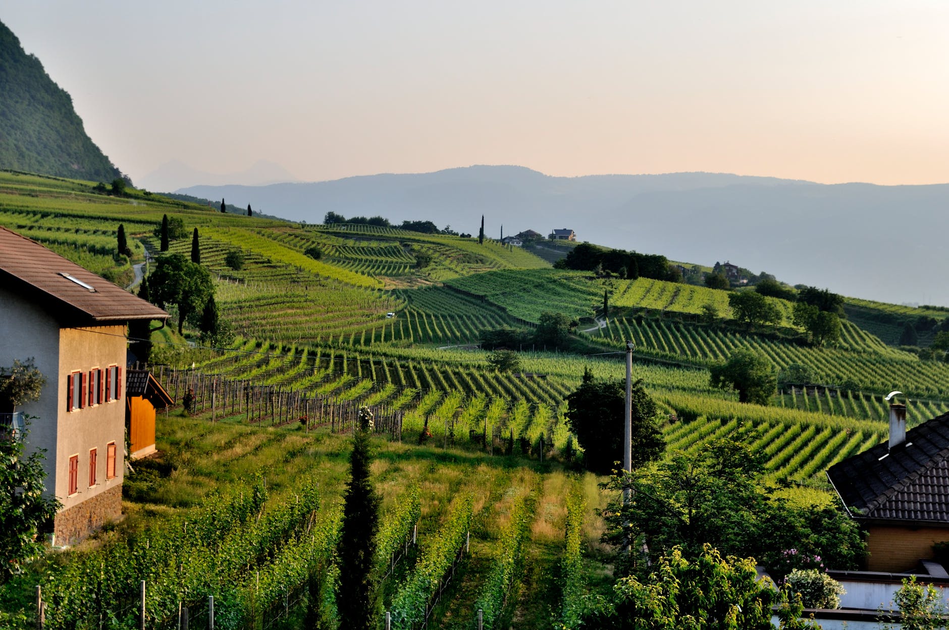 vignoble