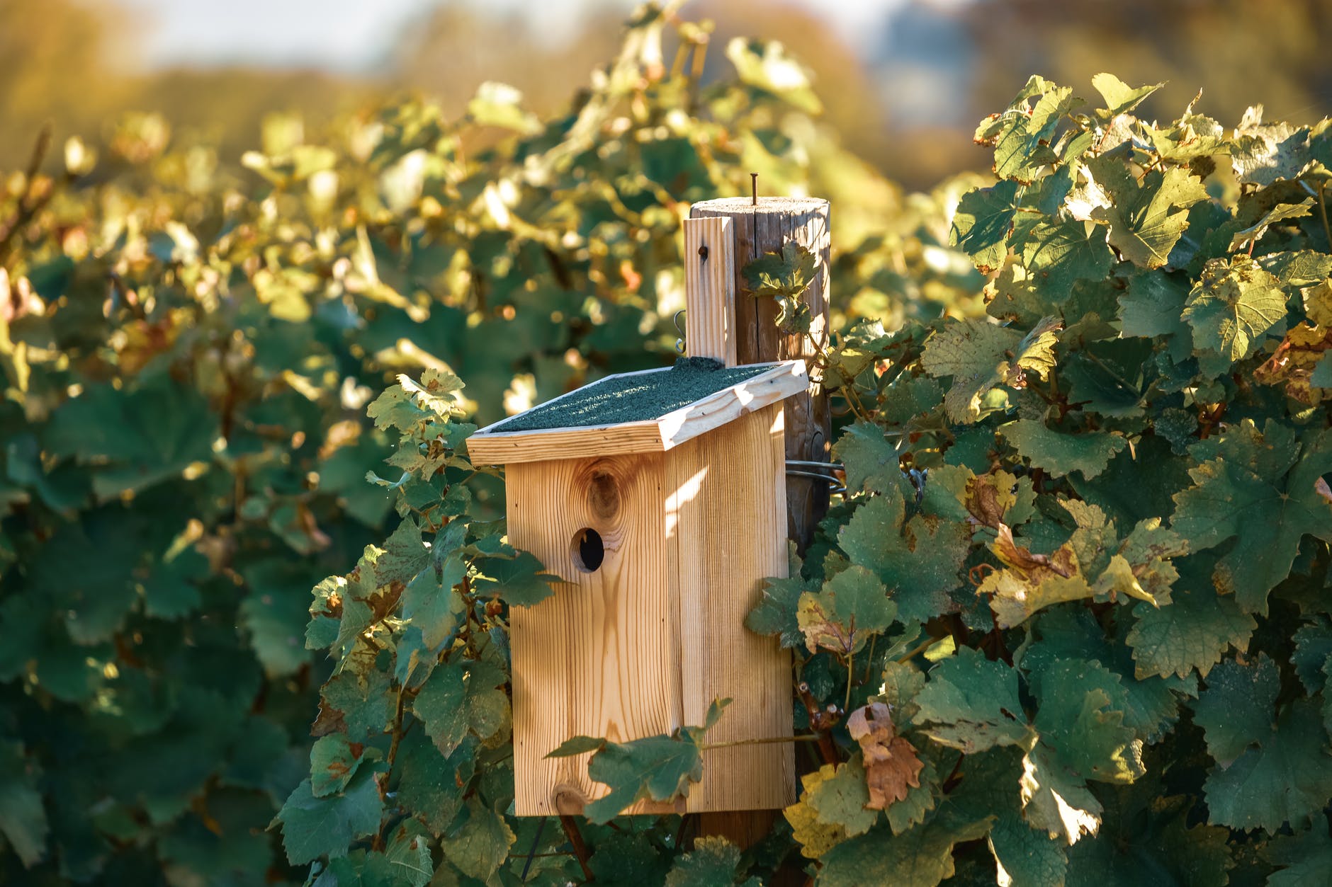 vignoble