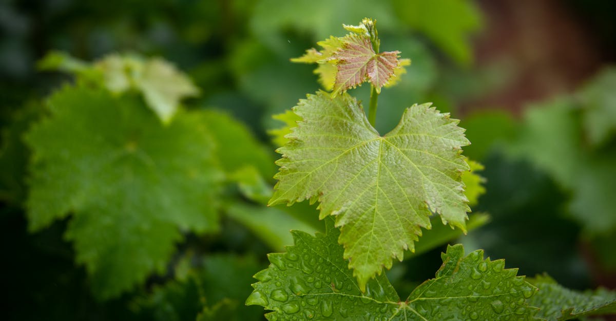 photos gratuites de agriculture bord bourgeons