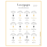 Carte des Cépages, Arômes Dominants – La Carte des Vins SVP