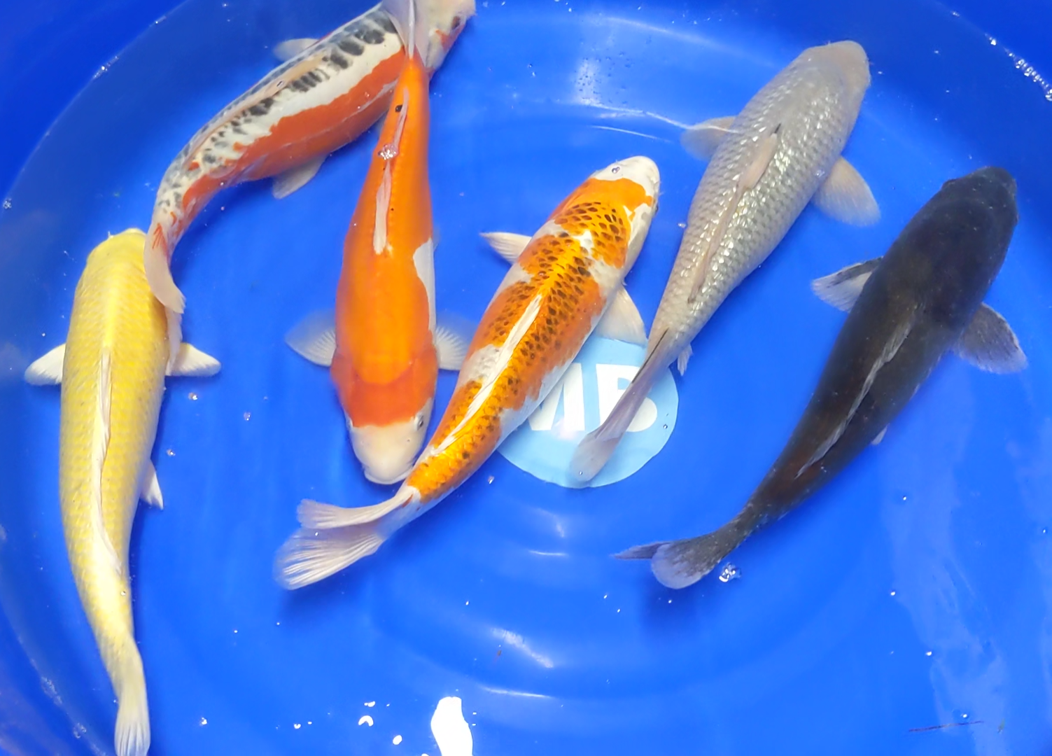 ika2