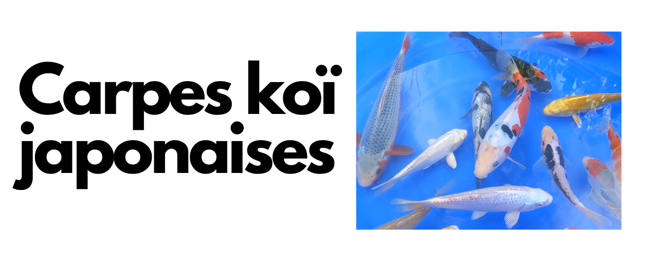 carpes koi japonaises