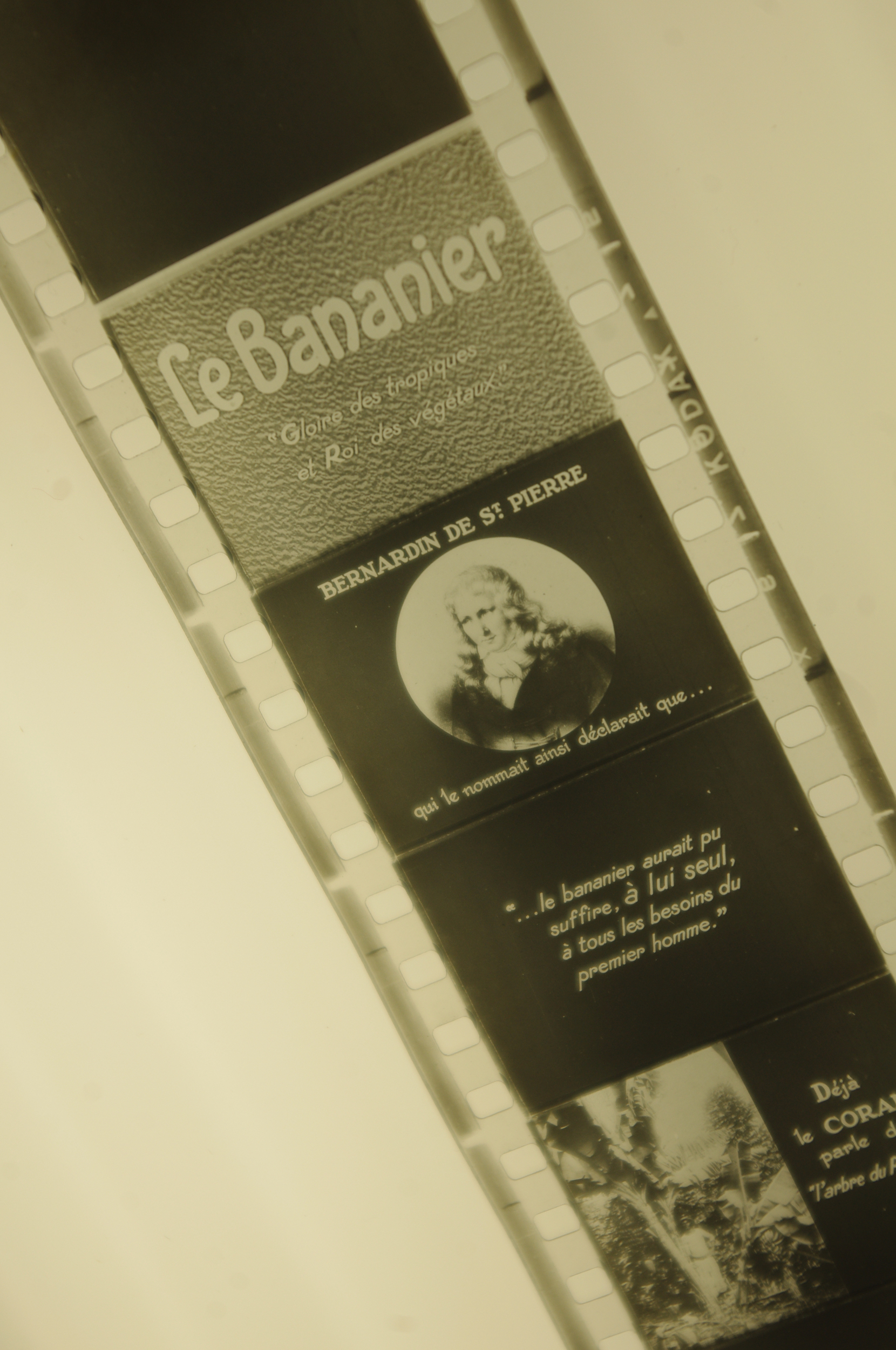 LE BANANIER - FILM FIXE - BOBINE NOIR ET BLANC