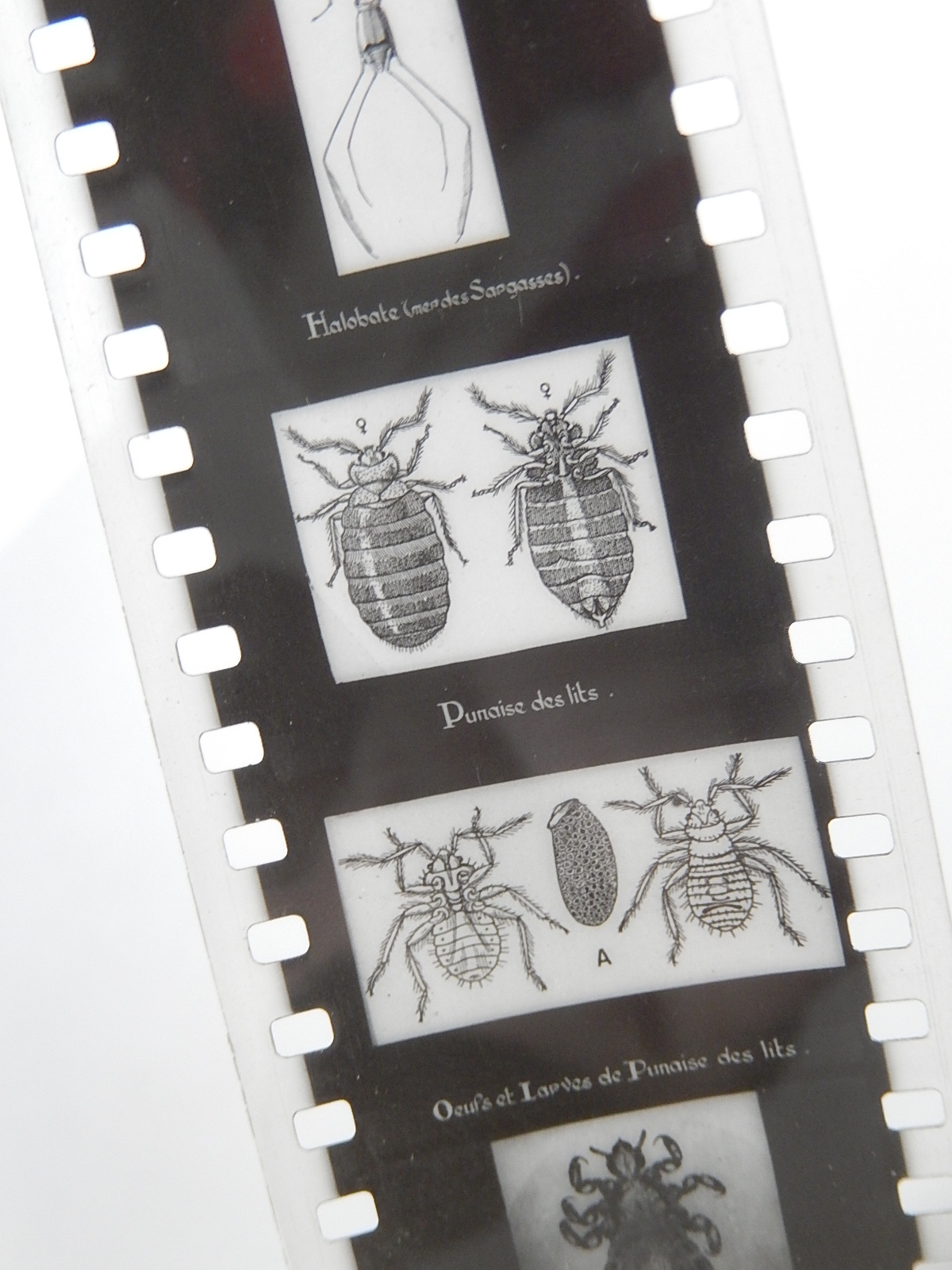 FILM FIXE HISTOIRE NATURELLE HEMIPTERES - HISTOIRE NATURELLE