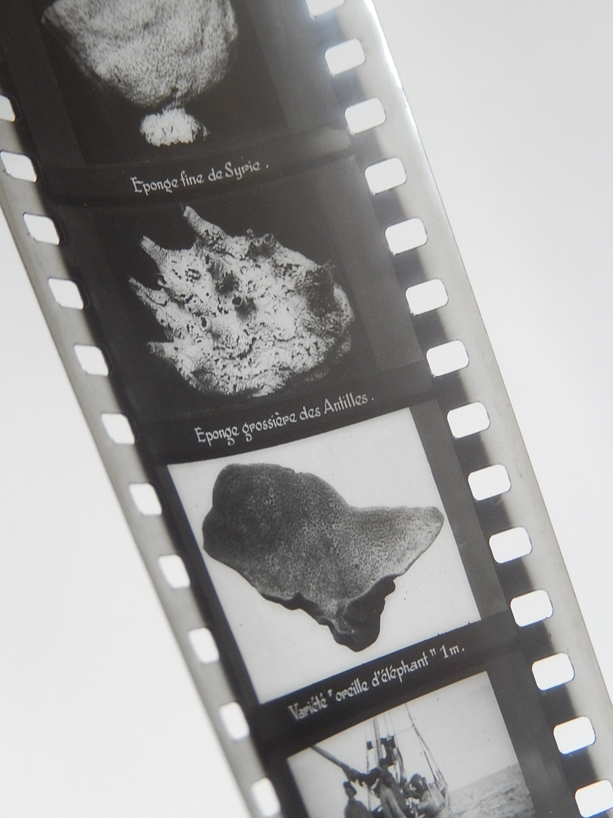 FILM FIXE 34 EPONGES UNICELLULAIRES - SERIE LAROUSSE