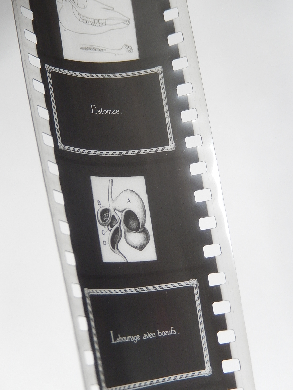FILM FIXE HISTOIRE NATURELLE RUMINANTS