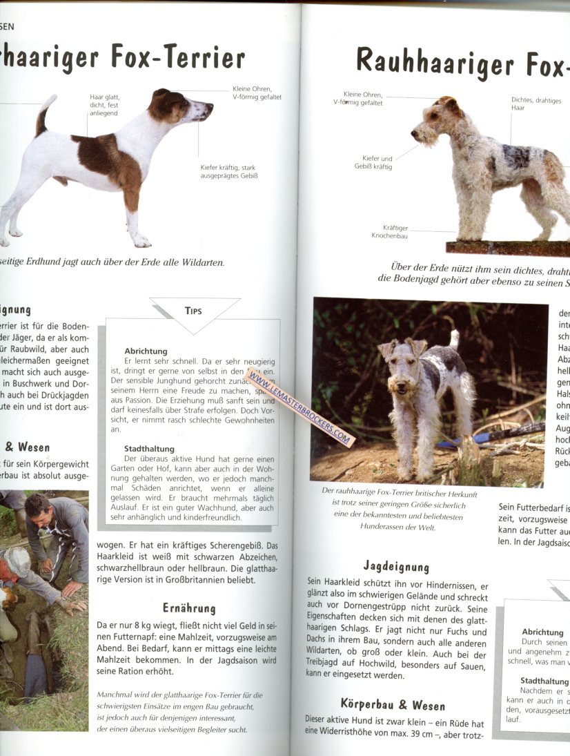 CHIENS DE CHASSE ACQUISITION RACES PRATIQUE DE LA CHASSE