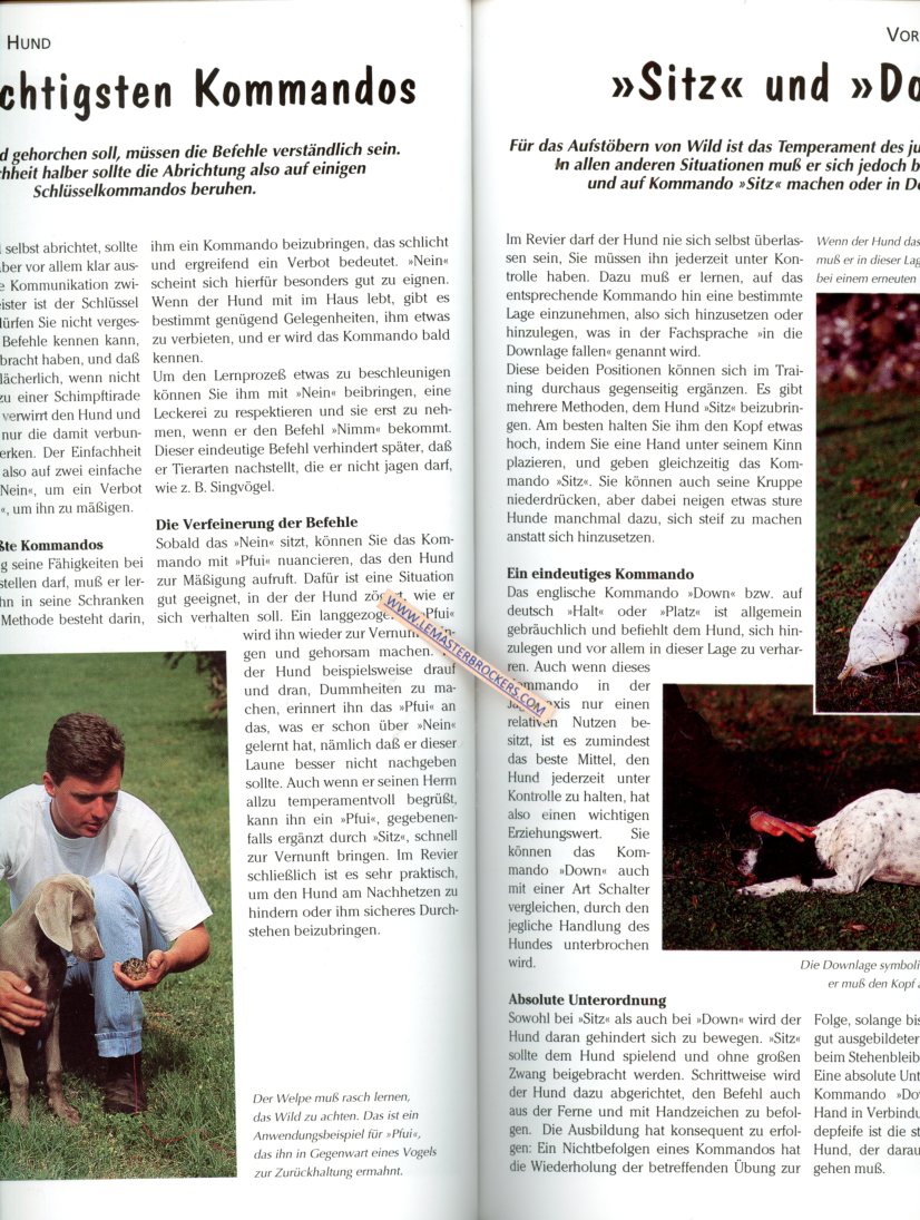 JAGDHUNDE ANSCHAFFUNG RASSEN JAGDPRAXIS