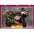 DOCUMENT MOTO APRILIA RSV 1000 PARIS NORD 2001