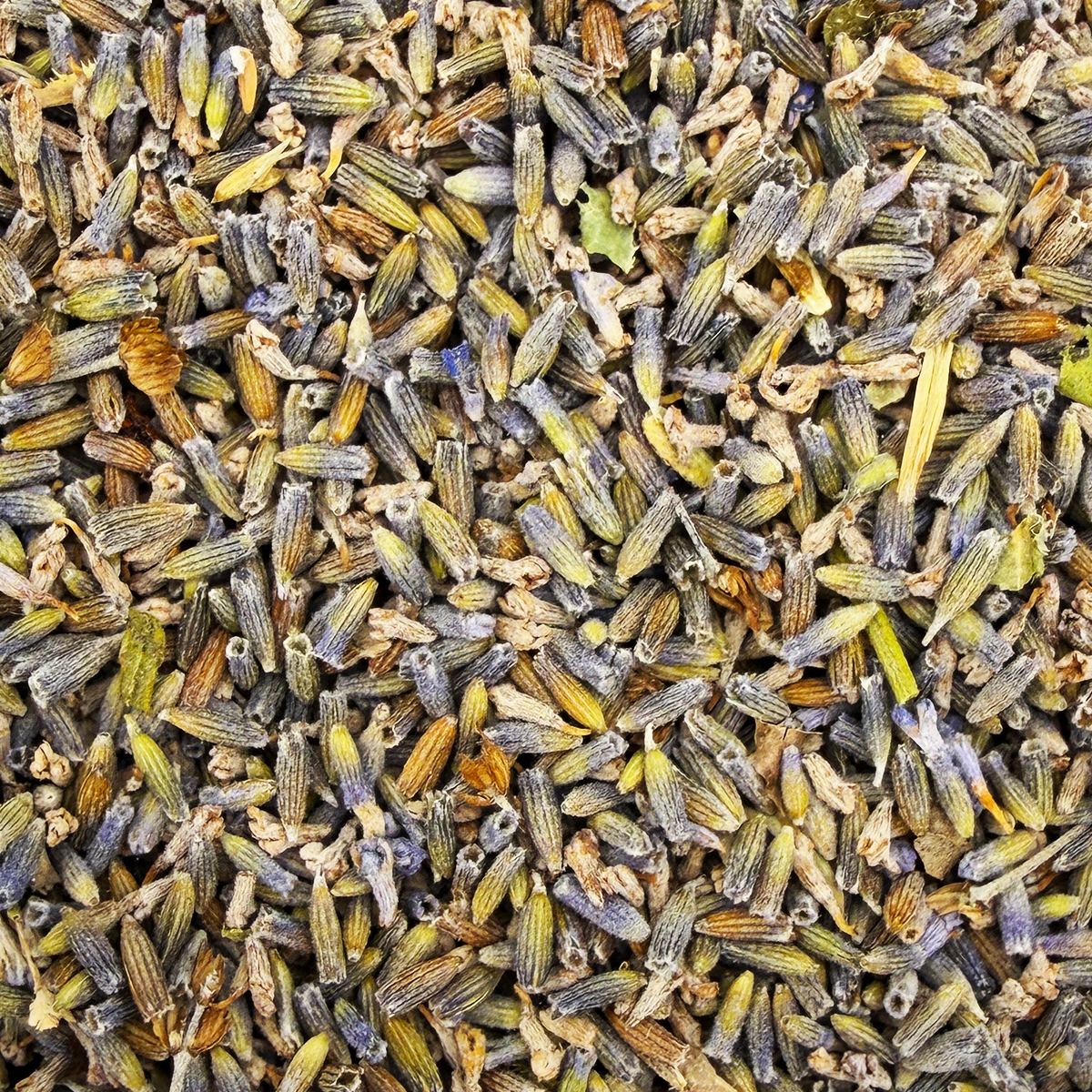 Tisane Bio Lavande de France _ vrac (1)
