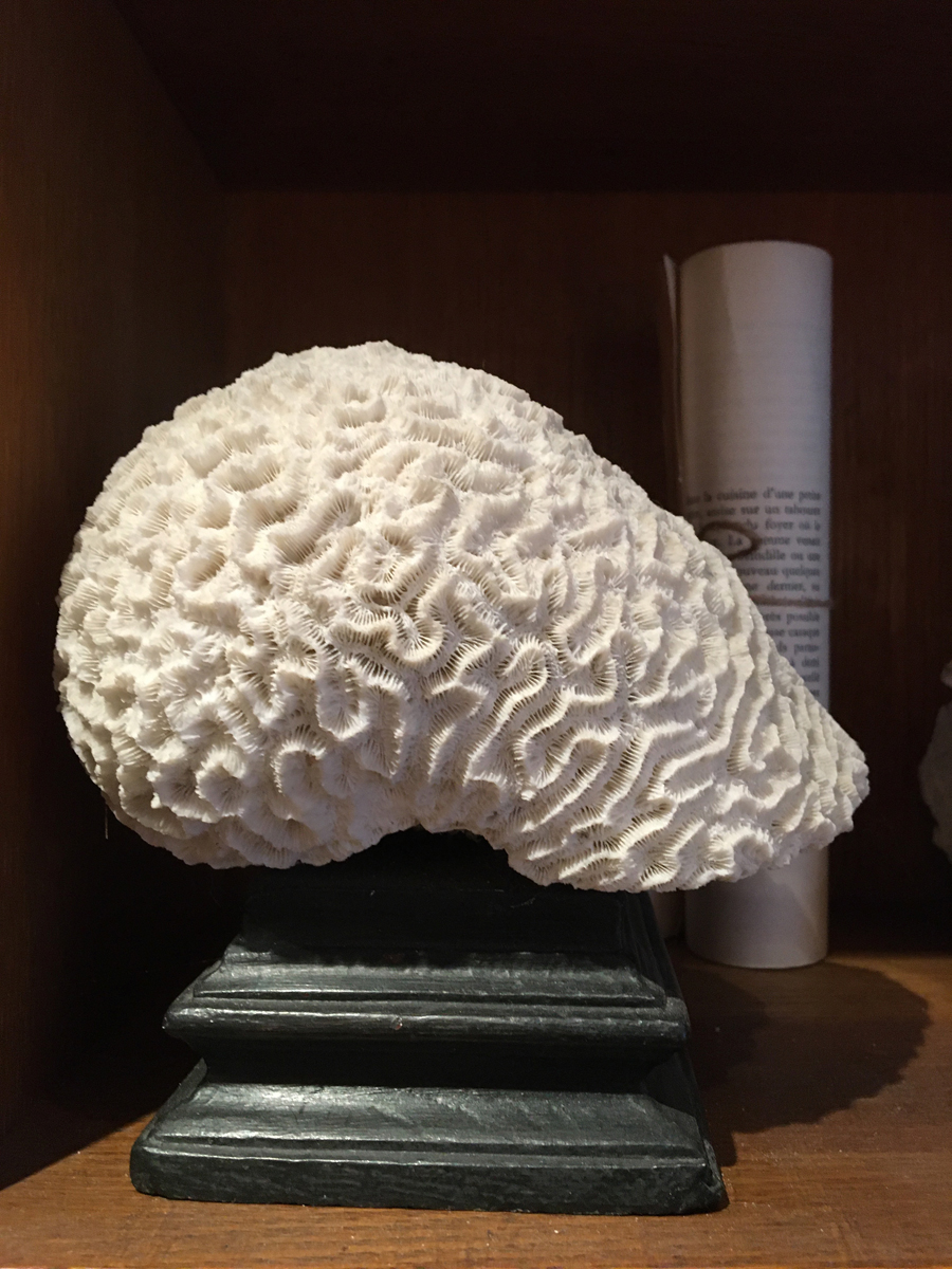 curiosité-corail cerveau-79