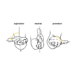 INT_Pronation-Gifpro