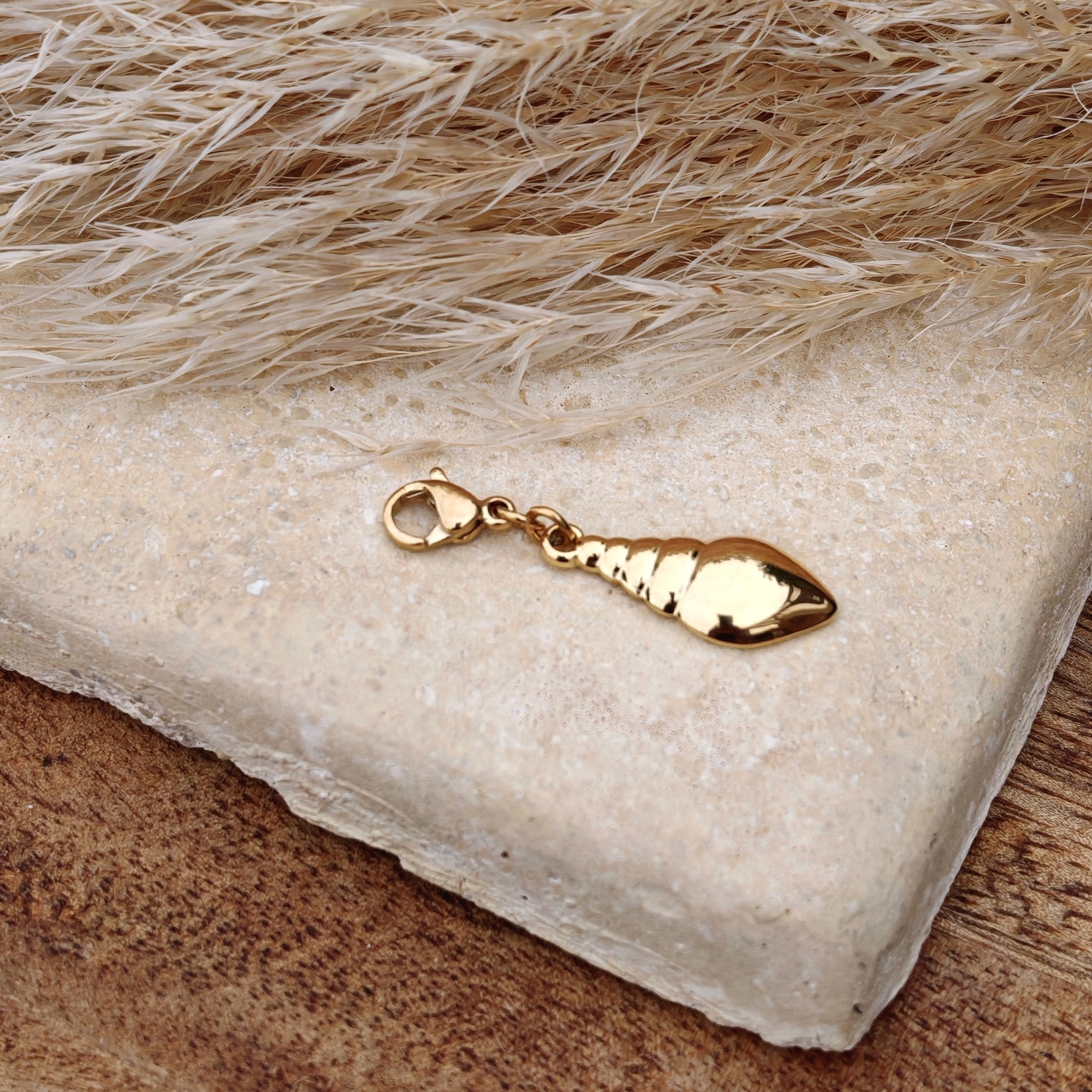coquillage