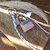 grigri