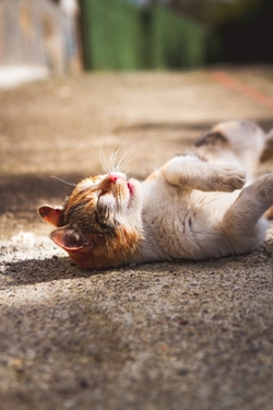 Photos gratuites de adorable, animal, animal de compagnie