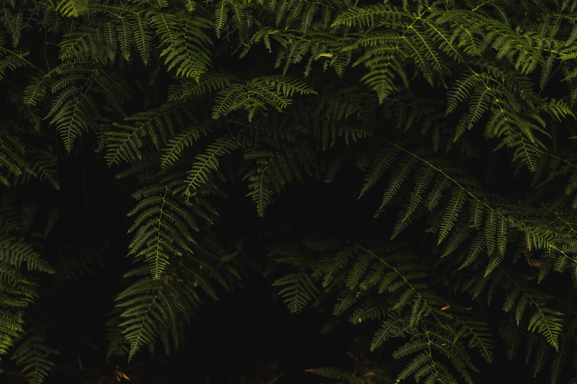 Wall Tapestry Nature