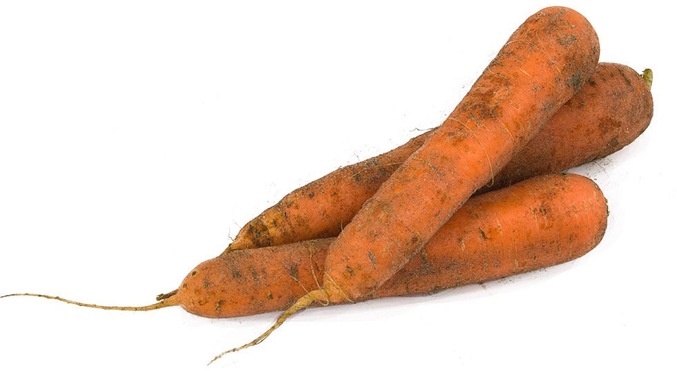 carotte-terre
