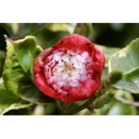 Camellia japonica 'Kumagaï de Gaujacq'