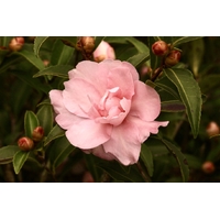 Camellia sasanqua PARADISE® 'Petite'