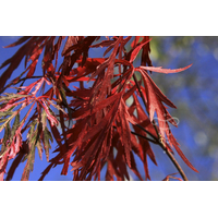 Acer palmatum 'Hana-matoi'