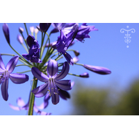 Agapanthus  'Nothern Delight'