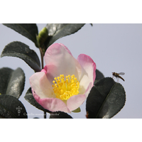 Camellia sasanqua 'Versicolor'